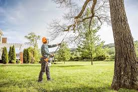 Best Tree Cabling and Bracing  in Country Clu, CA