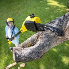 Best Tree Preservation Services  in Country Clu, CA