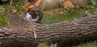 Best Seasonal Cleanup (Spring/Fall)  in Country Clu, CA