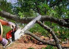 Best Tree Removal  in Country Clu, CA