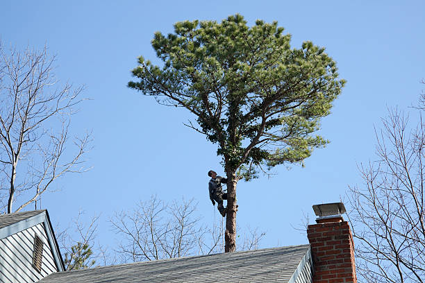 Best Tree Health Inspection  in Country Clu, CA