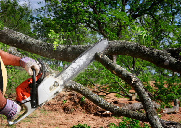 Trusted Country Clu, CA Tree Care Experts