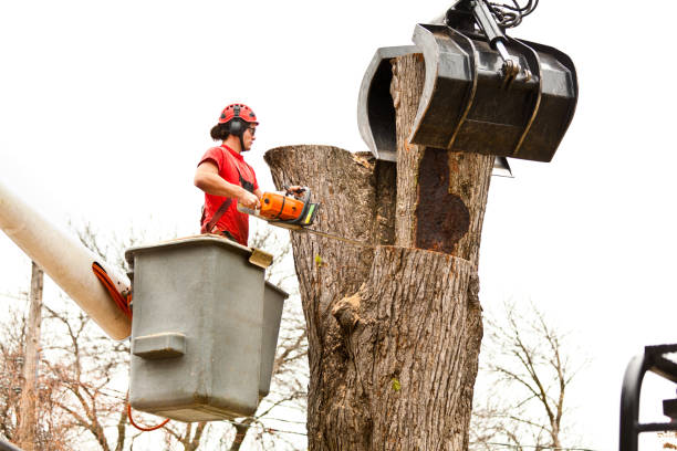 Best Utility Line Clearance  in Country Clu, CA