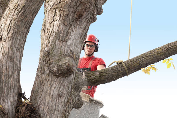 How Our Tree Care Process Works  in  Country Clu, CA